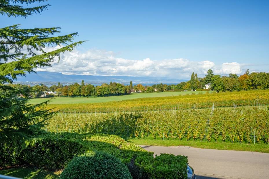 Charmante maison avec vue sur les vignes